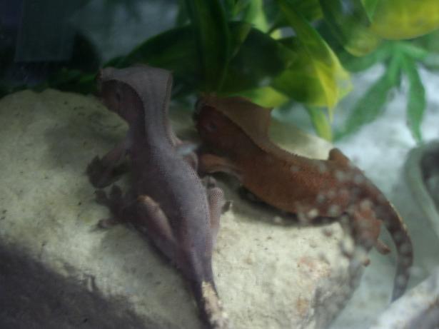 lavender lizard