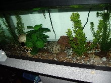 piranha tank