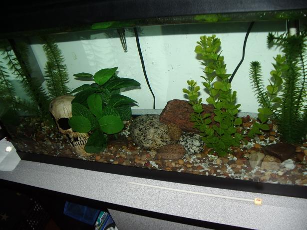 piranha tank