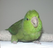 zipper