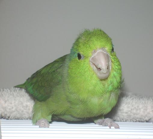 zipper