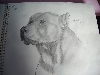 pitty drawing