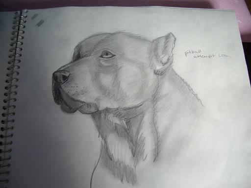 pitty drawing