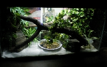 golden gecko set up