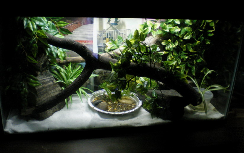 golden gecko set up