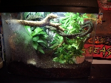 crested gecko set up