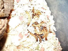 mealworms