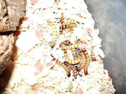 mealworms