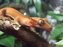 crestie