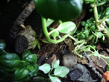 find stumpy!