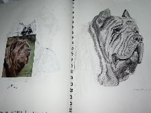 neopolitan mastiff drawing