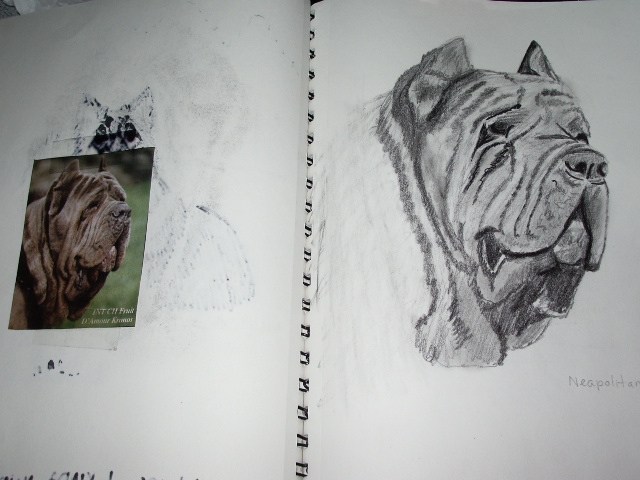 neopolitan mastiff drawing