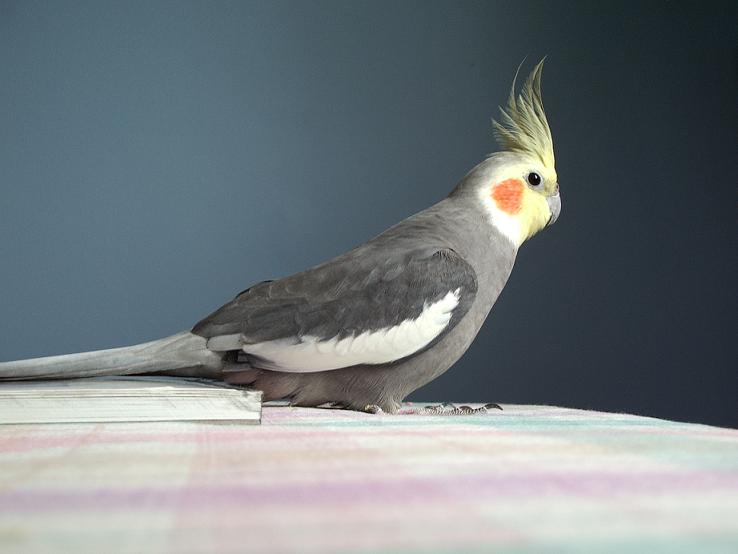 Cheekster Beakery