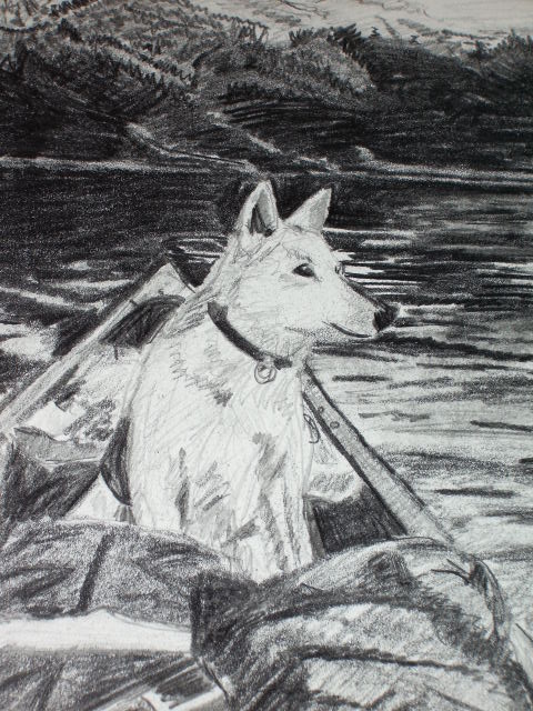 dog in canoe