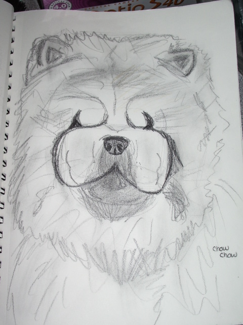 Drawing of a Chow