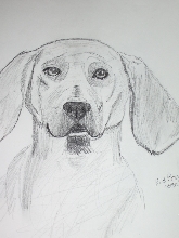 red bone coonhound drawing