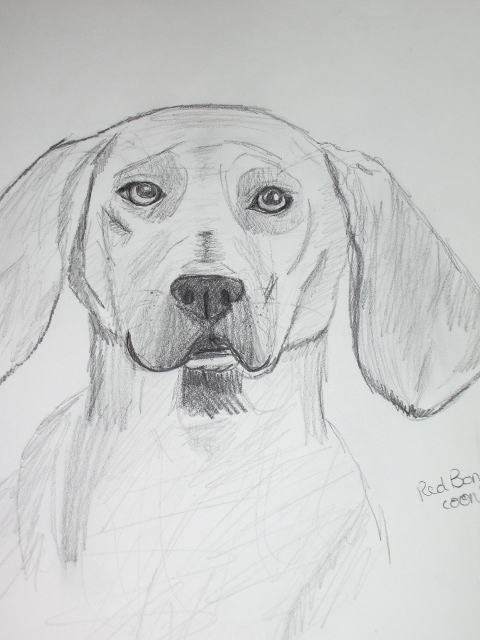 red bone coonhound drawing