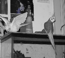 cockatiels