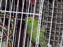 parrotlet