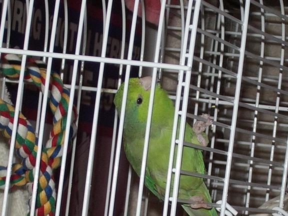 parrotlet