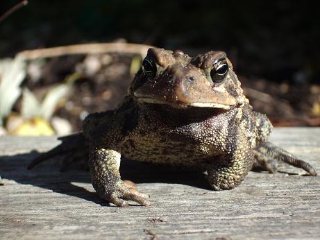 stumpy