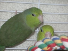 Dino & Zipper
