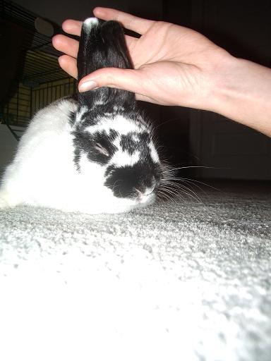 hypnotized rabbit