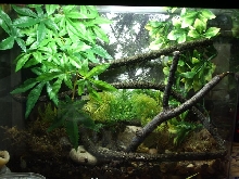 gecko haven