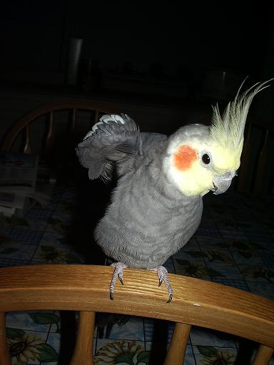 birdy