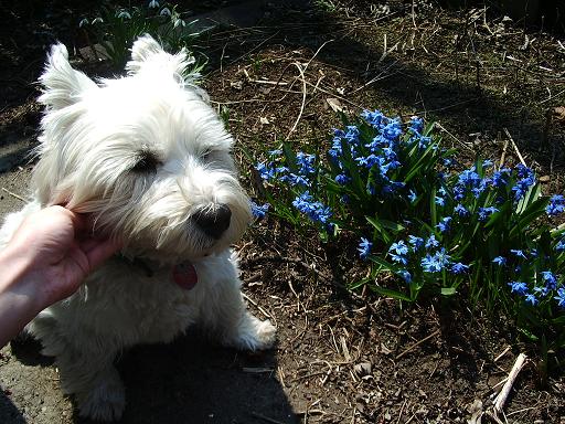 Spring flowers