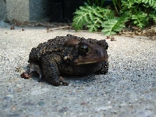 Stumpy