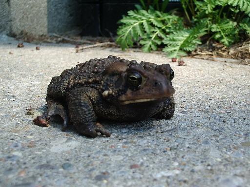 Stumpy