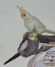 cockatiels