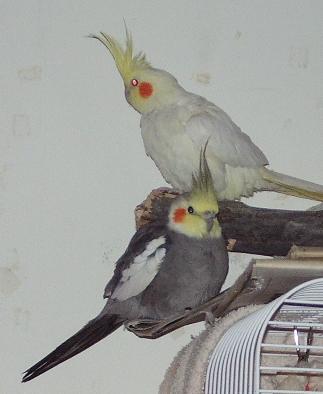 cockatiels