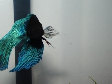 fishy