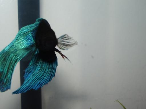 fishy