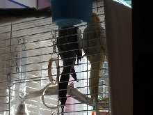 birdies
