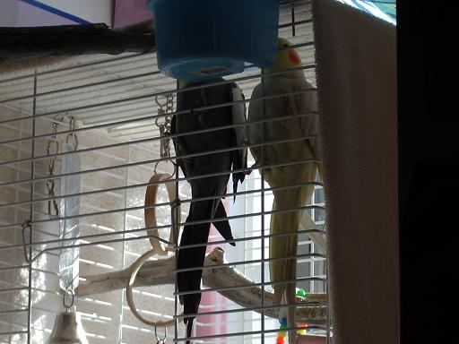 birdies