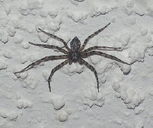 spider on ceiling
