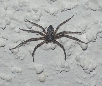 spider on ceiling
