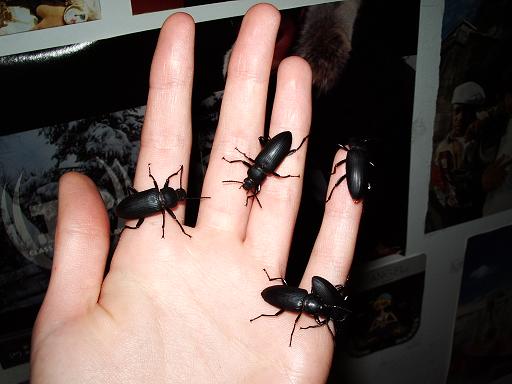 beetles..