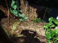 stumpy's home