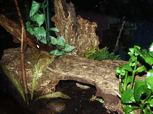 stumpy's home