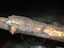 New Gecko
