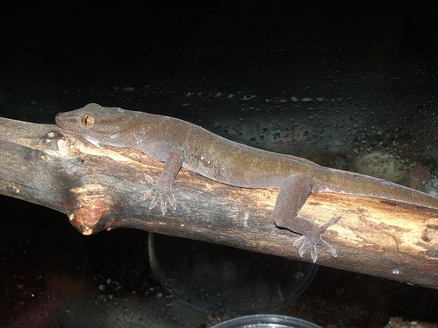 New Gecko