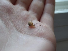 smallest snail ever
