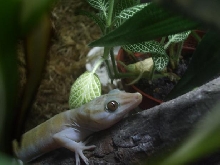 golden gecko