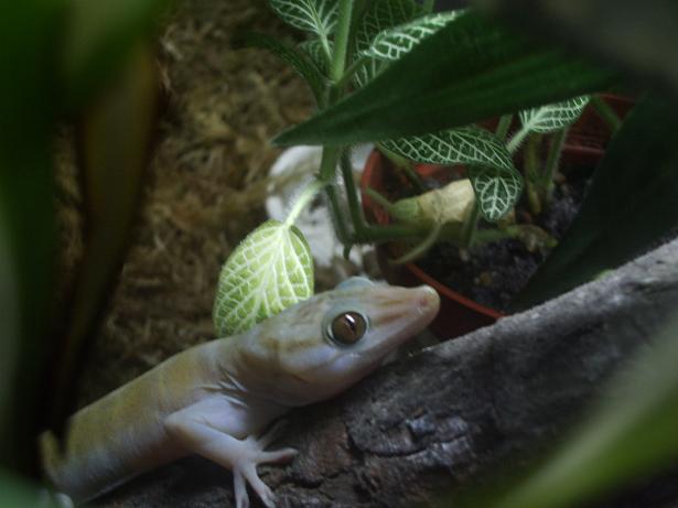 golden gecko