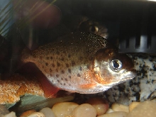 piranhas