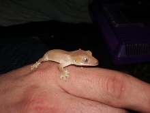 baby crestie